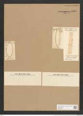 Surirella decora Ehr. (de-Toni-Nr.: Genus 53, Species 2257) Zeichnungen Sammlung Grunow Nr. 4686 (NHMW-BOT-W0372763)
